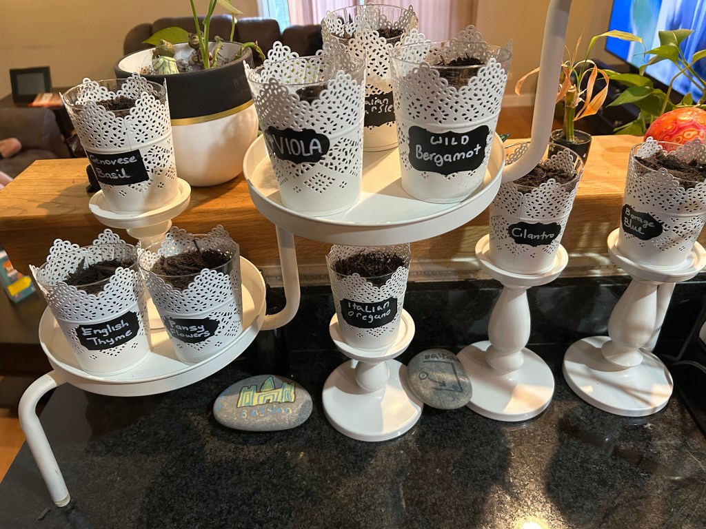 First try at growing herbs and flowers&nbsp;indoors.