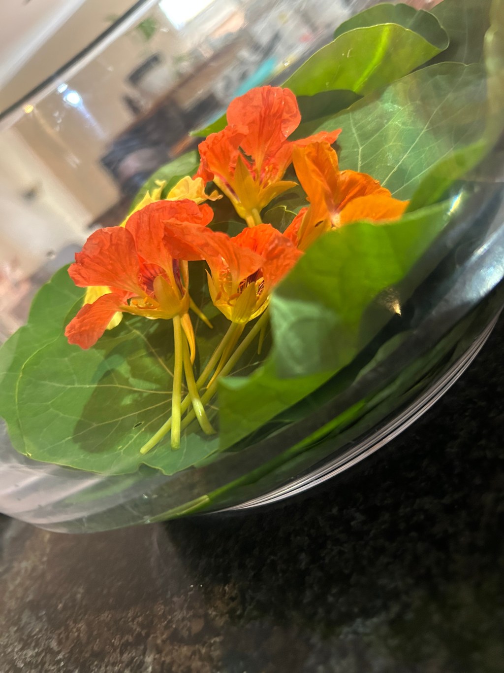My attempt at stuffed nasturtium leaves in&nbsp;pictures