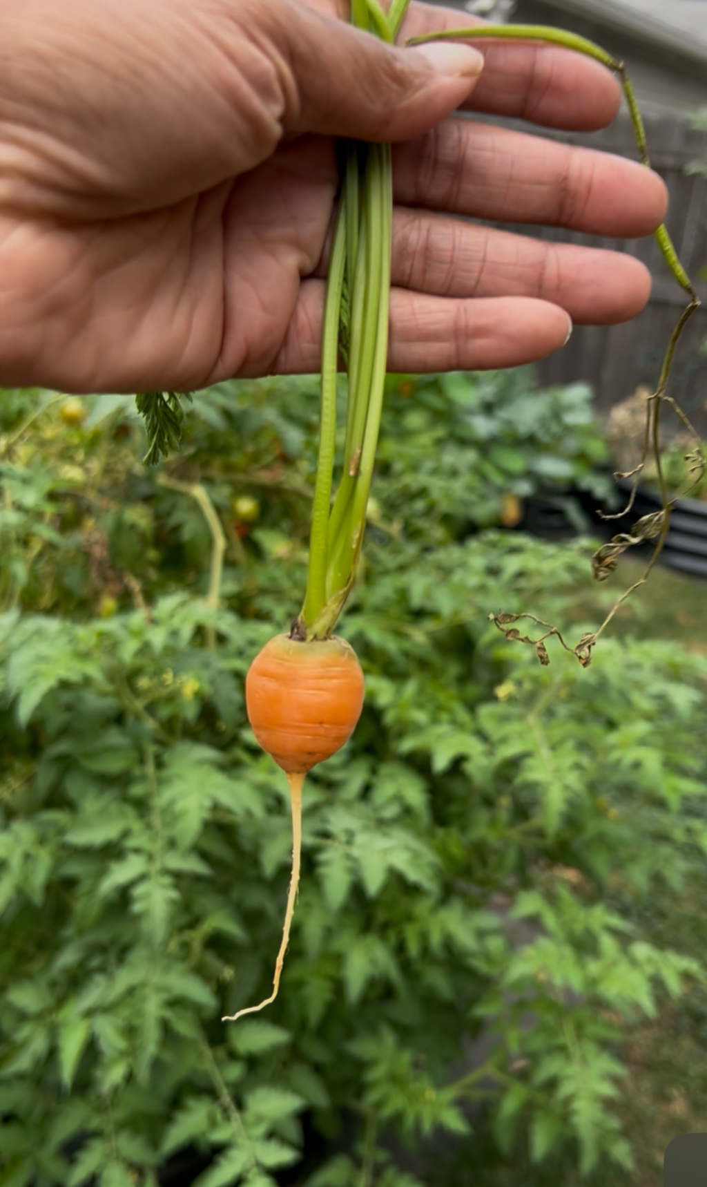 Proud of my&nbsp;carrot.