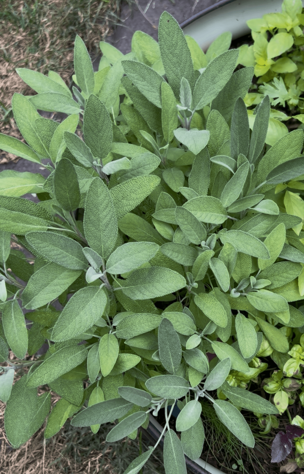 My garden, my&nbsp;therapy.