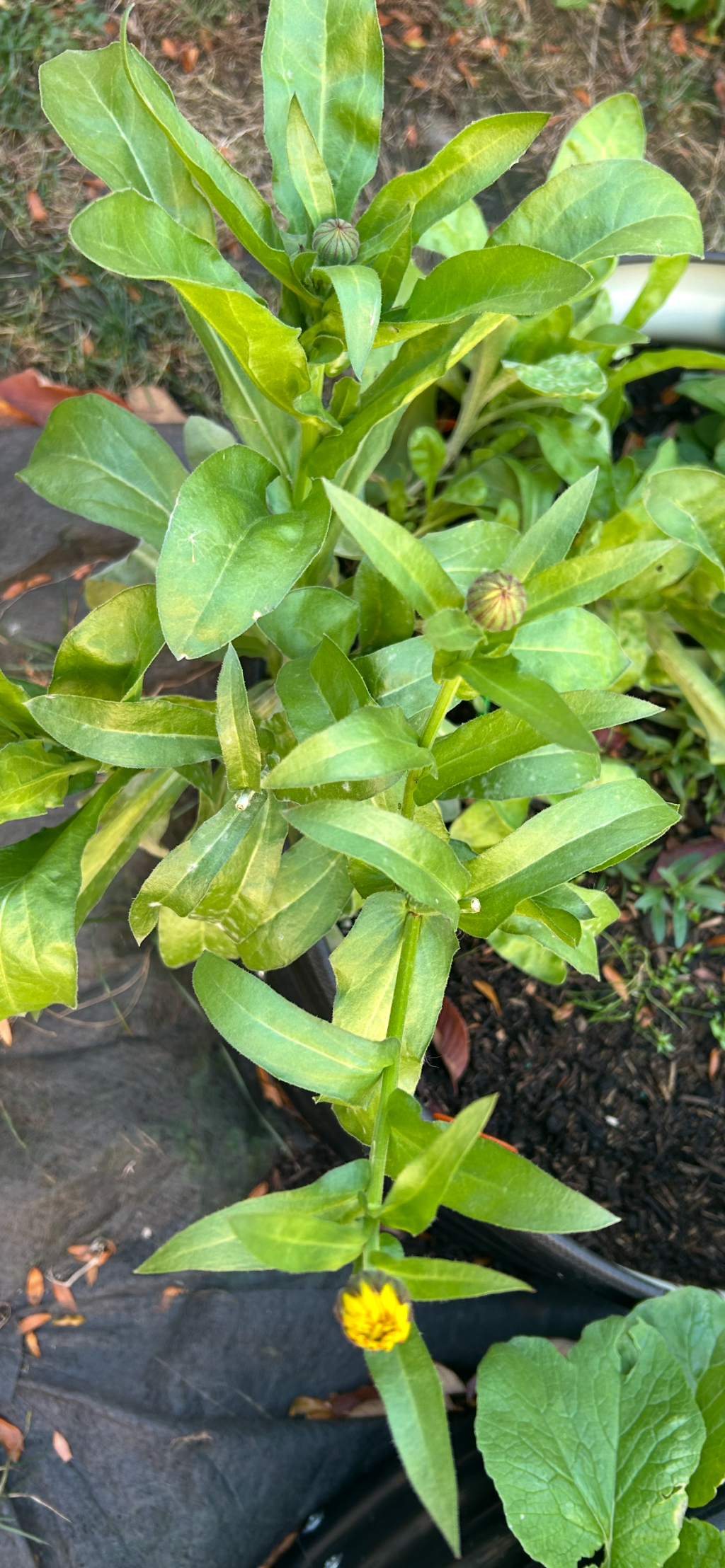 Calendula flowers starting to&nbsp;bloom