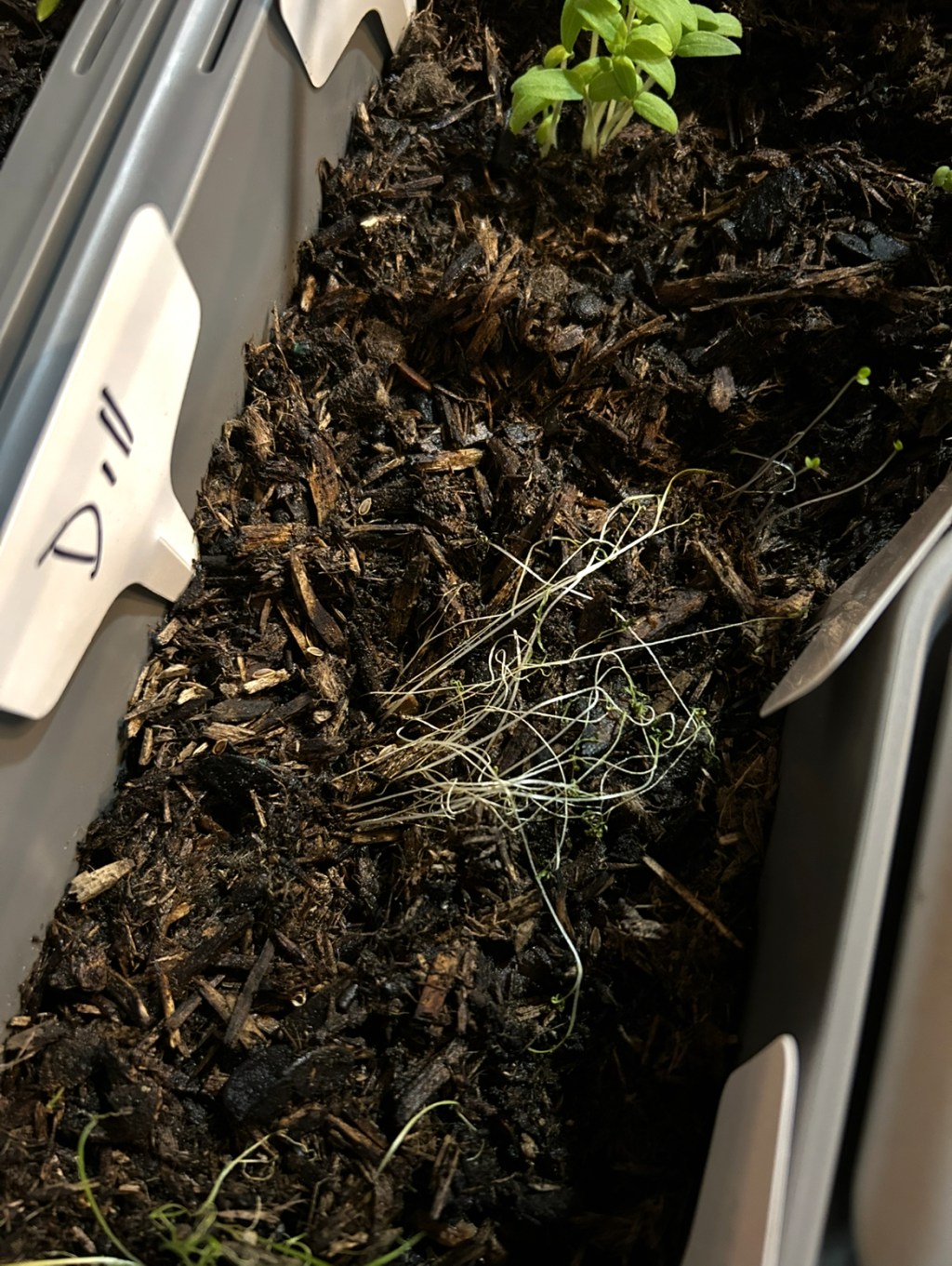 Dill not doing great, but I’m&nbsp;thankful.