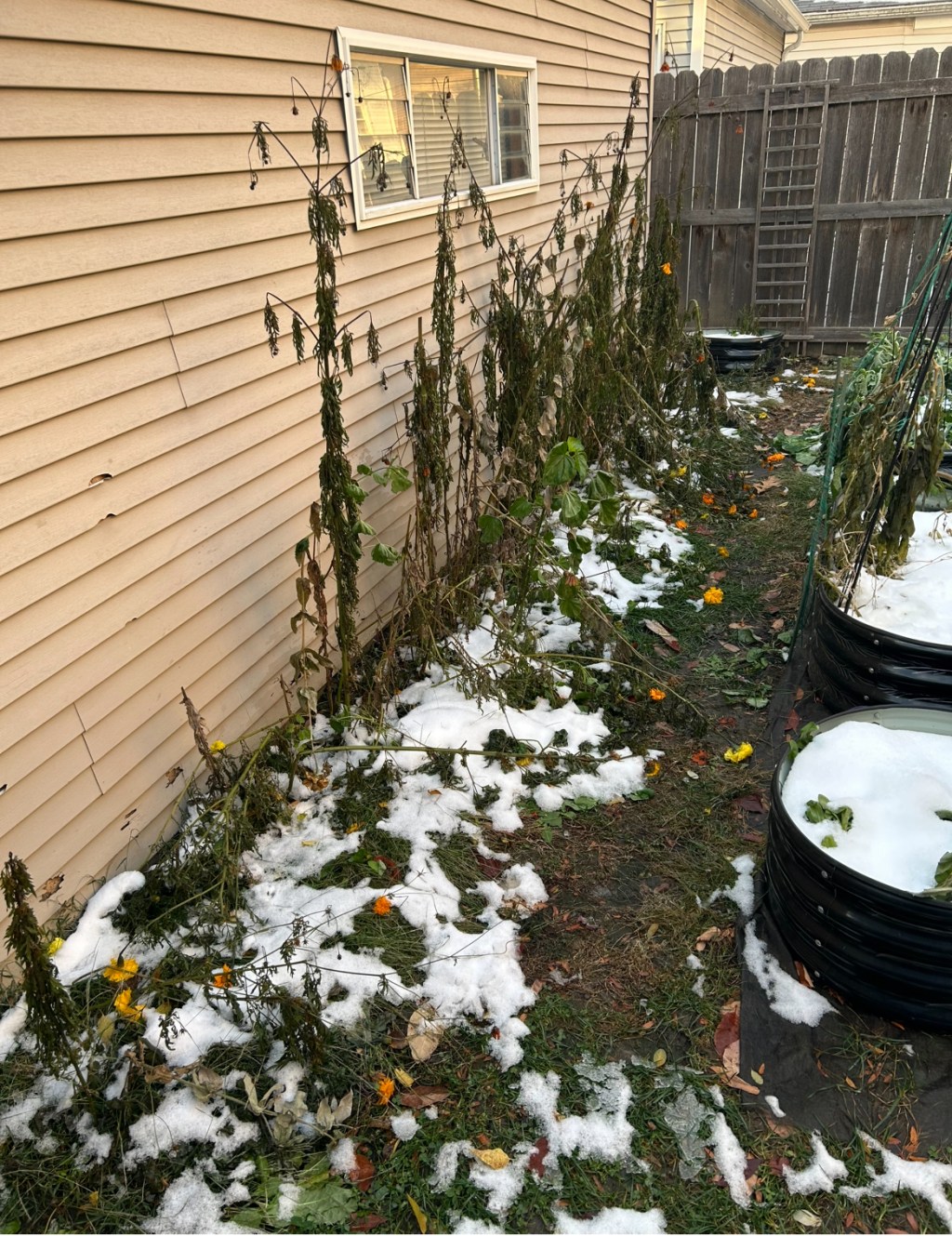 Heitz Garden snow&nbsp;damage